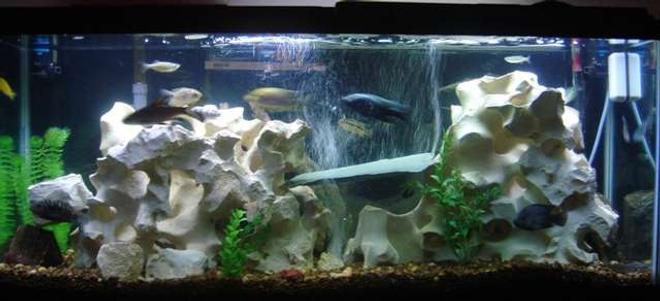 55 gallons freshwater fish tank (mostly fish and non-living decorations) - 55 Gallon Tank w/mostly chilids