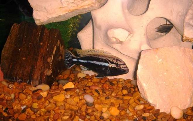 freshwater fish - melanochromis auratus - auratus cichlid stocking in 55 gallons tank - African