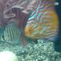 freshwater fish - flash pigeon discus stocking in 40 gallons tank - Flash Pigeon Discus and Crystal Blue Discus (baby's)