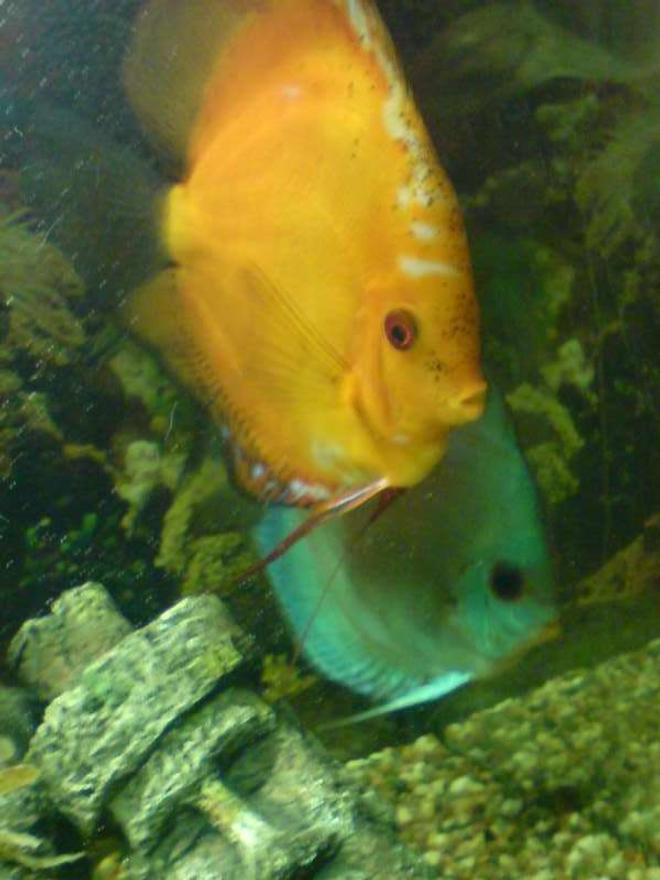 freshwater fish - symphysodon sp. - red marlboro discus stocking in 40 gallons tank - Marlboro Red Discus Male, and Blue Turqoise Discus Female.