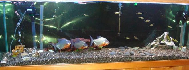 120 gallons freshwater fish tank (mostly fish and non-living decorations) - 120 Gal Freshwater