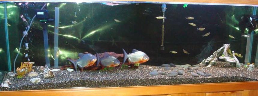 Rated #372: 120 Gallons Freshwater Fish Tank - 120 Gal Freshwater