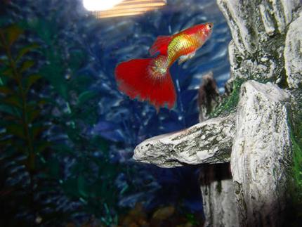 freshwater fish - poecilia reticulata - yellow tux guppy stocking in 55 gallons tank - Male Fancy Tail Guppy