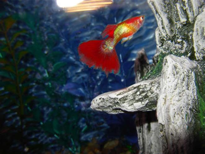 freshwater fish - poecilia reticulata - yellow tux guppy stocking in 55 gallons tank - Male Fancy Tail Guppy