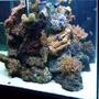 fish tank picture - Closer Version for 140GL Cube Tank