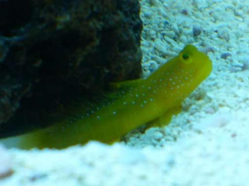 Rated #79: Saltwater Fish - Cryptocentrus Cinctus - Yellow Watchman Goby Stocking In 140 Gallons Tank - Yellow Watchman Goby