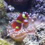 saltwater fish - premnas biaculeatus - yellowstripe maroon clownfish stocking in 140 gallons tank - Clown Fish & Anemone