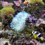 corals inverts - condylactis gigantea - condy anemone stocking in 36 gallons tank - Clarkii Clown heading off to his anemone