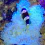 corals inverts stocking in 36 gallons tank - NIghty nighty Clown