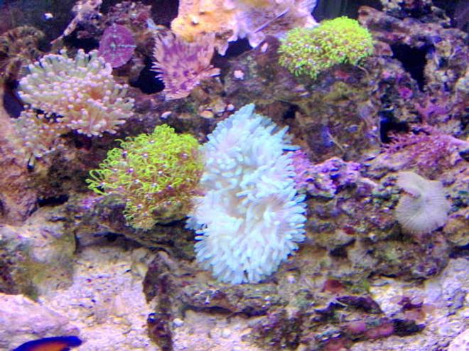 corals inverts - condylactis gigantea - condy anemone stocking in 36 gallons tank - lots to look at here