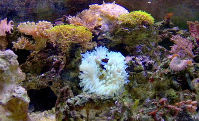 corals inverts - condylactis gigantea - condy anemone stocking in 36 gallons tank - blah