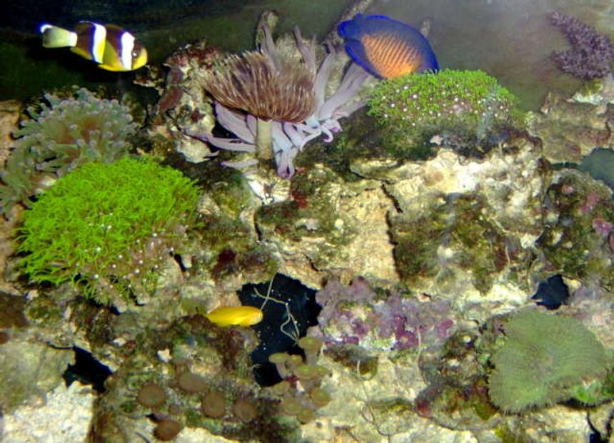 Rated #93: Saltwater Fish - Gobiodon Okinawae - Clown Goby, Yellow Stocking In 36 Gallons Tank - Coral Beauty, Clarkii Clown, Clown/Yellow Gobie and lots more