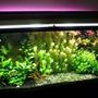 48 gallons planted tank (mostly live plants and fish) - 48gal