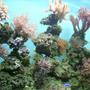 fish tank picture - mix reef kenya christmas tree coral pulsing zenia mixed polyps