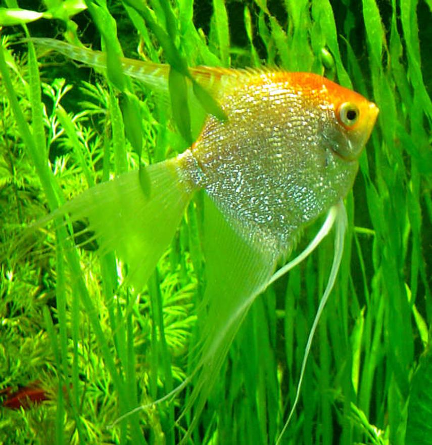 Rated #34: Freshwater Fish - Pterophyllum Sp. - Gold Veil Angel Stocking In 75 Gallons Tank - Angelfish