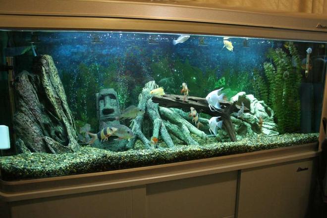 53 gallons freshwater fish tank (mostly fish and non-living decorations) - This is our 200 litre tropical tank