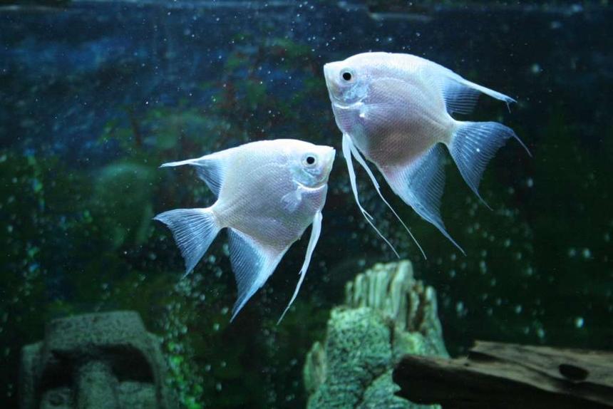 Rated #24: Freshwater Fish - Pterophyllum Sp. - Albino Angel Stocking In 53 Gallons Tank - Angel fish