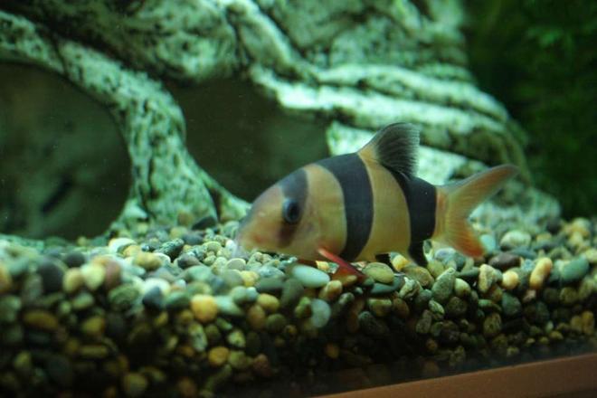 freshwater fish - botia macracantha - clown loach stocking in 53 gallons tank - Clown Loach