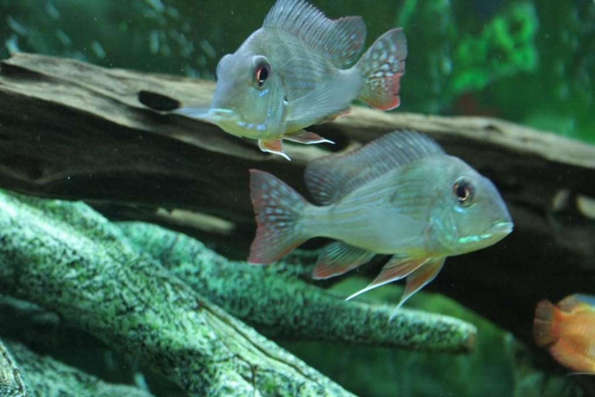 freshwater fish - gymnogeophagus surinamensis - surinamen geophagus stocking in 53 gallons tank - Geophagus