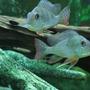 freshwater fish - gymnogeophagus surinamensis - surinamen geophagus stocking in 53 gallons tank - Geophagus