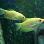 freshwater fish - trichogaster trichopterus - gold gourami stocking in 53 gallons tank - Yellow Gouramis