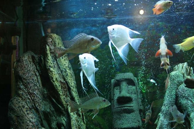 freshwater fish - pterophyllum sp. - albino angel stocking in 53 gallons tank - fish in the tank