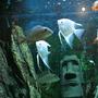 freshwater fish - pterophyllum sp. - albino angel stocking in 53 gallons tank - fish in the tank