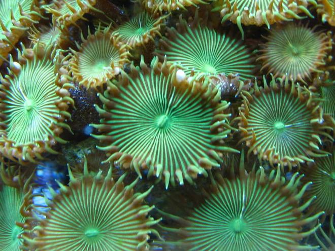 corals inverts - protopalythoa sp. - button polyp stocking in 160 gallons tank - Green button polyps