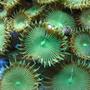 corals inverts - protopalythoa sp. - button polyp stocking in 160 gallons tank - Green button polyps