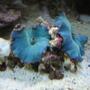corals inverts - actinodiscus sp. - blue mushroom stocking in 160 gallons tank - Bright blue Mushrooms