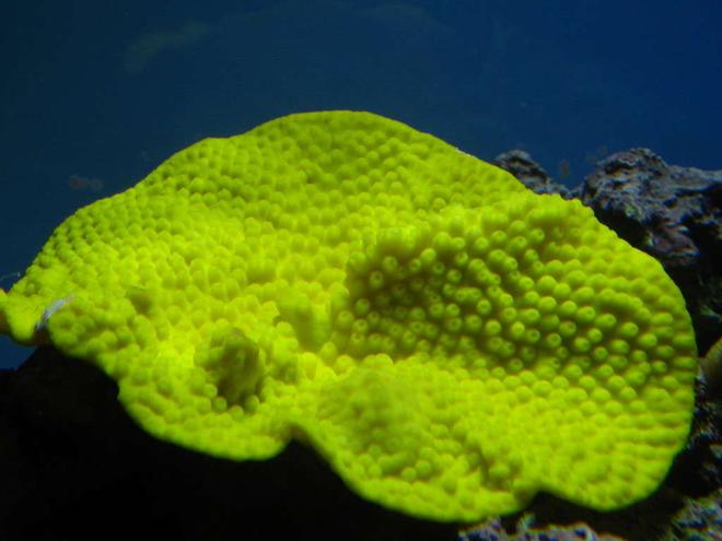 corals inverts - turbinaria peltata - cup coral, pagoda stocking in 160 gallons tank - Yellow Pagoda Cup