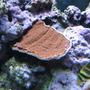 corals inverts - montipora capricornis - montipora capricornis, red stocking in 160 gallons tank - Red Montipora Cup