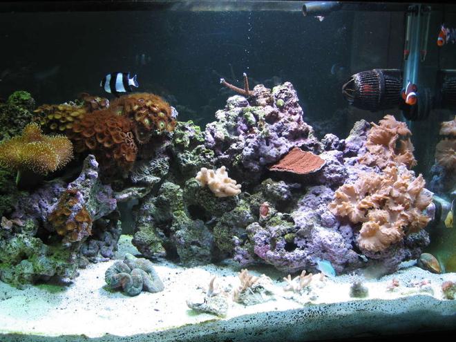 160 gallons reef tank (mostly live coral and fish) - Right side of Tank