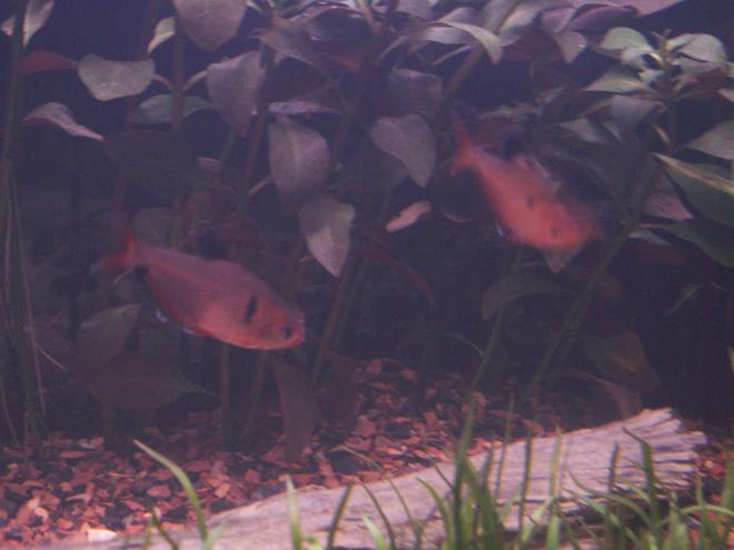 freshwater fish - hyphessobrycon callistus - red minor serpae tetra stocking in 55 gallons tank - Red Serpae Tetra