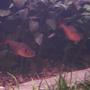 freshwater fish - hyphessobrycon callistus - red minor serpae tetra stocking in 55 gallons tank - Red Serpae Tetra