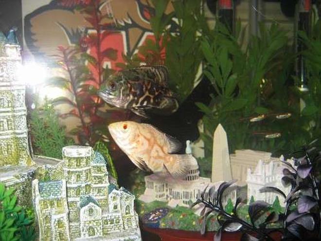 freshwater fish - astronotus ocellatus - albino oscar stocking in 55 gallons tank - Con & Gem (Oscars) - on the East Coast of the 29 gallon.