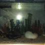 75 gallons freshwater fish tank (mostly fish and non-living decorations) - 55 Gallon Tank currently underconstruction.
