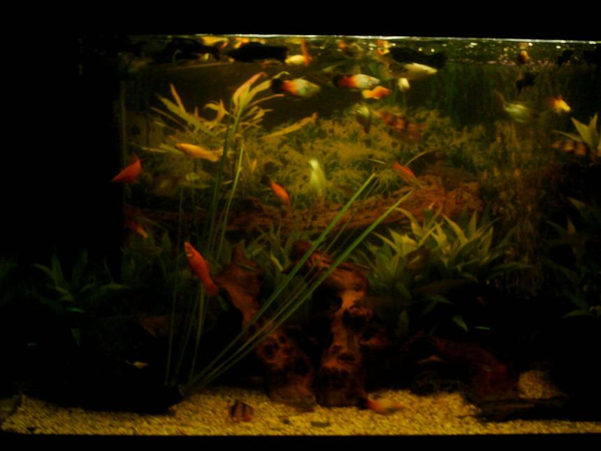 Rated #198: 27 Gallons Planted Tank - An estabilished tropical setup with loads of plants and bogwood. Very hetic fish continually breeding.