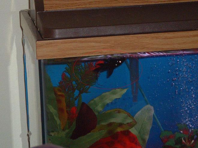 freshwater fish - mystus leucophasis - upside down cat, black stocking in 30 gallons tank - Asian Upside Down Catfish. Had to give  him back though, he ate all my fish!