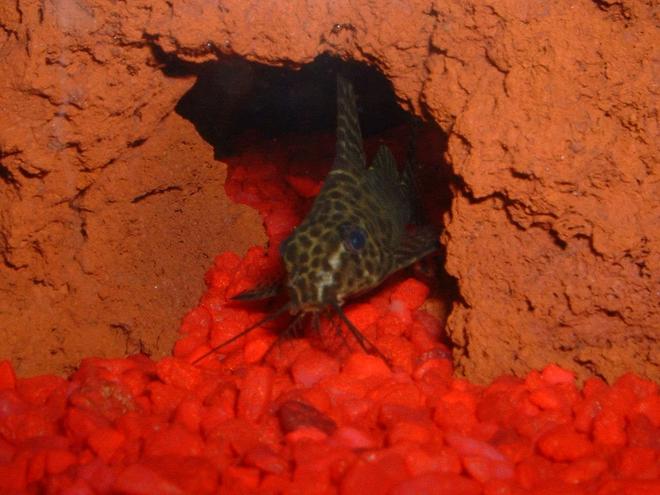 freshwater fish - synodontis nigrita - lace catfish stocking in 30 gallons tank - Lace Catfish in his favorite little hiding spot