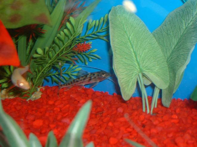 freshwater fish - pimelodus pictus - pictus cat stocking in 30 gallons tank - My incredibly speedy little Pictus Catfish - This was NOT an easy picture to capture! I think even my little Albino Rainbow Shark was surprised