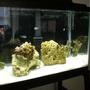 20 gallons saltwater fish tank (mostly fish, little/no live coral) - new tank ! this is the first week... slow slow slow slow