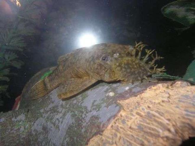 freshwater fish - ancistrus sp. - bushy nose pleco l-144 stocking in 55 gallons tank - Brikemond's Bushy Nose Pleco