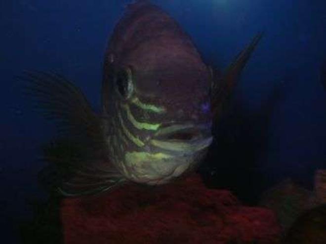 freshwater fish - aequidens rivulatus - green terror stocking in 55 gallons tank - Brikemond's Close-Up of The Green Terror !!!