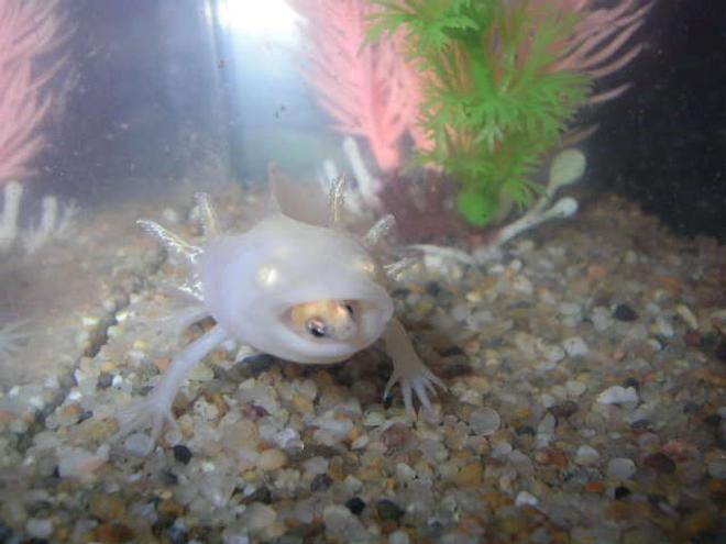 corals inverts stocking in 55 gallons tank - Brikemond's Shot of Mya Feasting