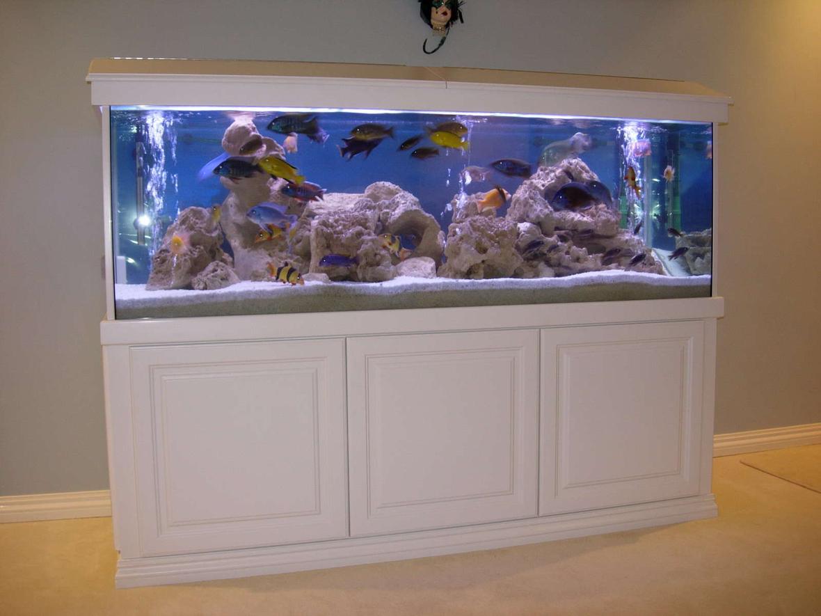 172 gallons freshwater fish tank (mostly fish and non-living decorations) - Cichlids Cove