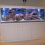 172 gallons freshwater fish tank (mostly fish and non-living decorations) - Cichlids Cove
