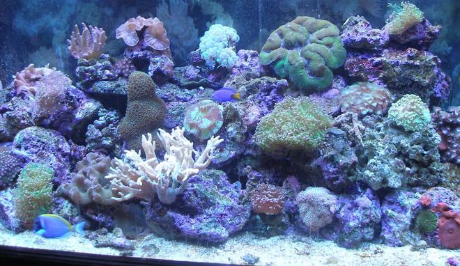 90 gallons reef tank (mostly live coral and fish) - 90 gal. Reef Tank w/Powder Blue Tang, Yellow Tail Damsel,
Coral Beauty, Blue/Green Chromis.
LPS, Leathers, Soft Corals & Mushrooms