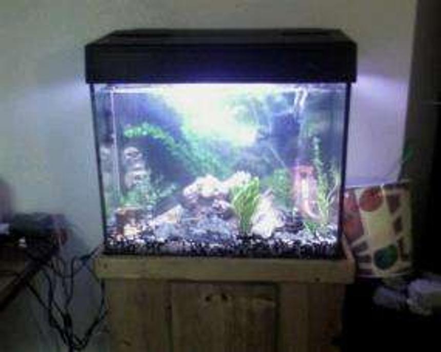 Rated #560: 40 Gallons Freshwater Fish Tank - Our First Tank