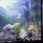 fish tank picture - Another Picture